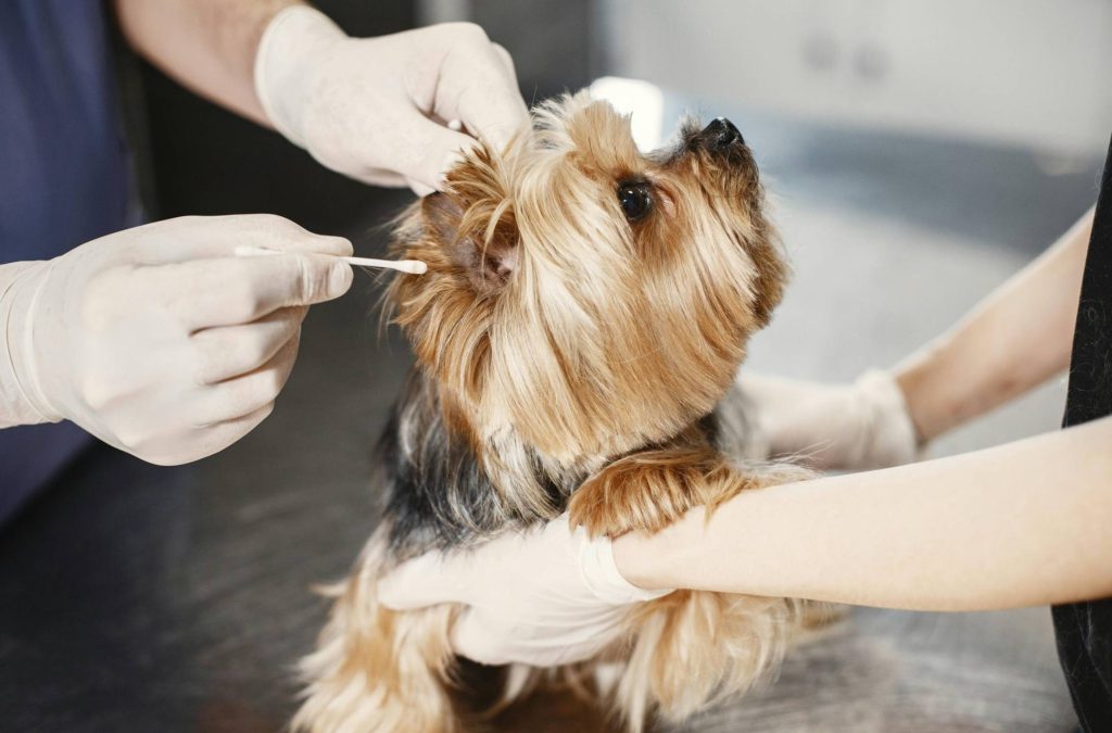 Yeast infections in dog ears